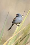 Black-chinned Sparrow